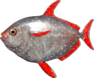 🐟