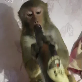 🍾