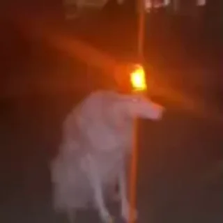 🌟