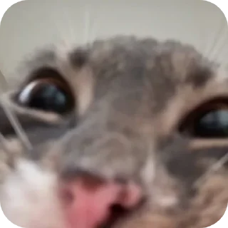 🐱