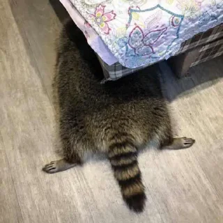 😴