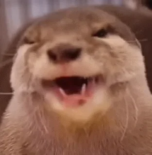 🤩