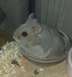 🤩