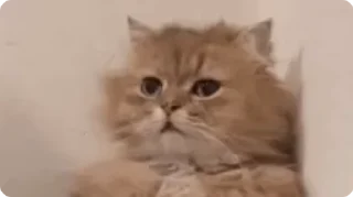 😞