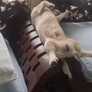 🐩