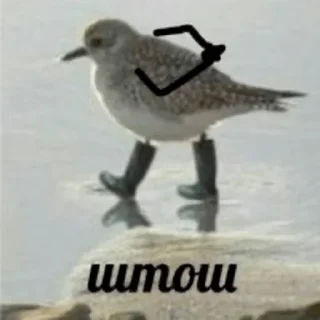 🦅