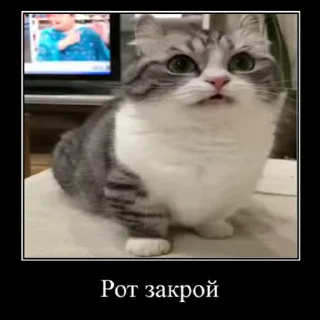 🐱