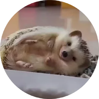 🦔