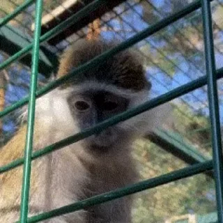 🐒