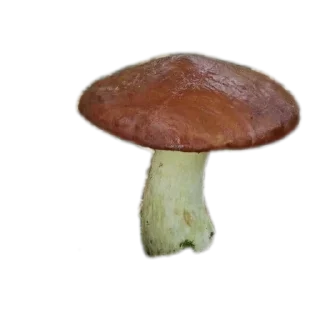 🍄