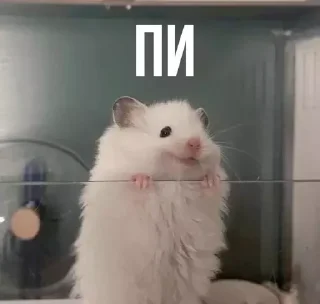 🐭