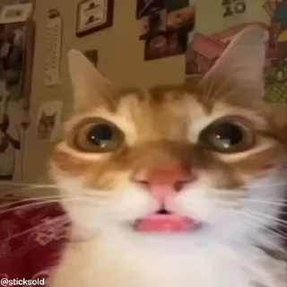 НАЖМИ СЮДА - @tinycatss