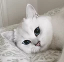 😿