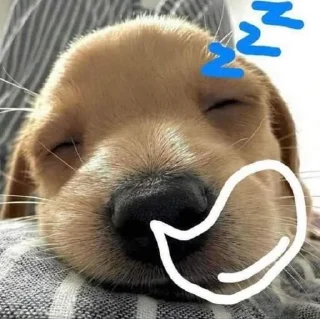 💤