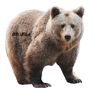 🐻