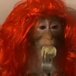 🐒
