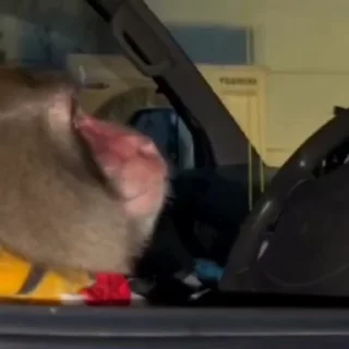 🤩