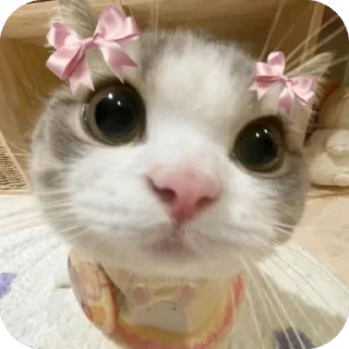 🎀