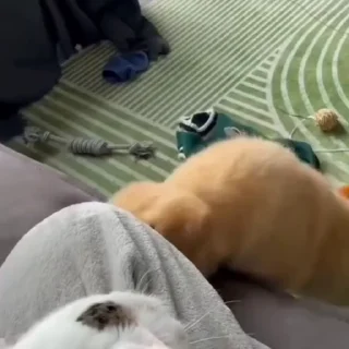 🐩