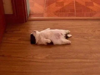 🐱