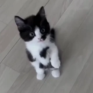 🐈‍⬛️