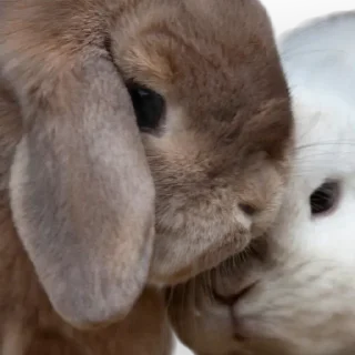 🐇