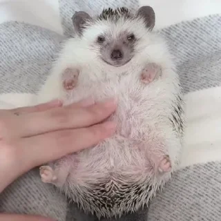 🦔