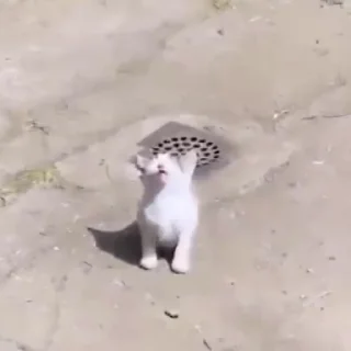 😵‍💫
