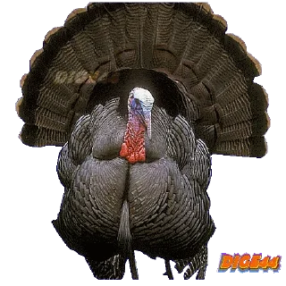 🦃