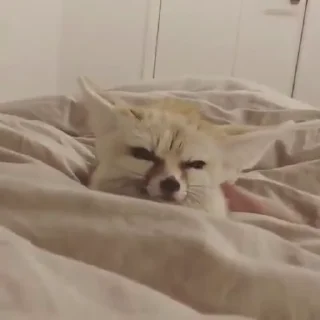 🦊