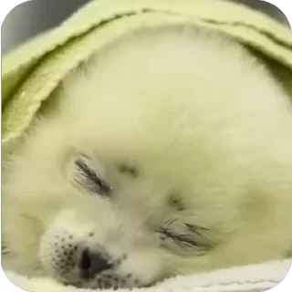 💤
