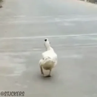 👨‍🦽
