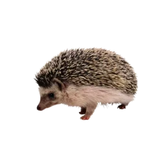 🦔