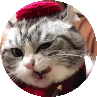 😺