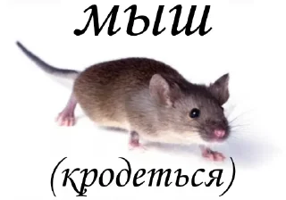 🐁