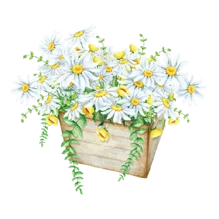 🌸