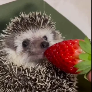 🦔