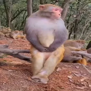 🪑