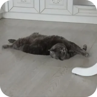 🐶