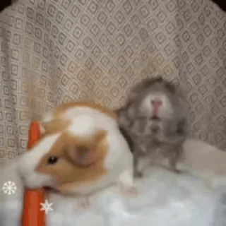 🥕