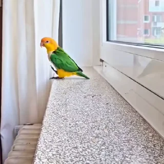 🤩