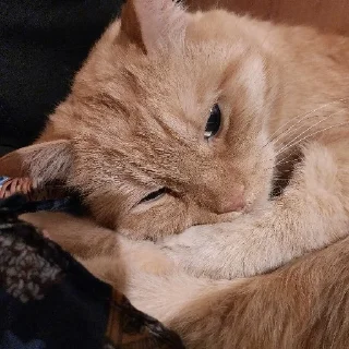 😴