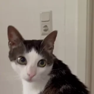 😸