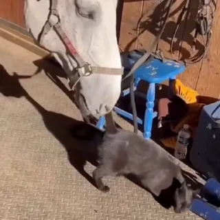 🤩