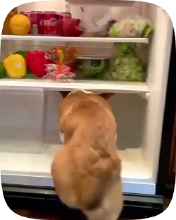 🐶