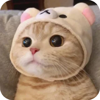 🐱