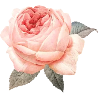 🌹