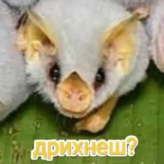 🐥