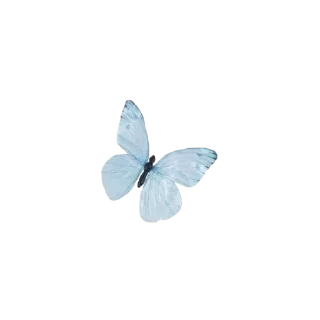 🦋
