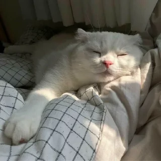 😴